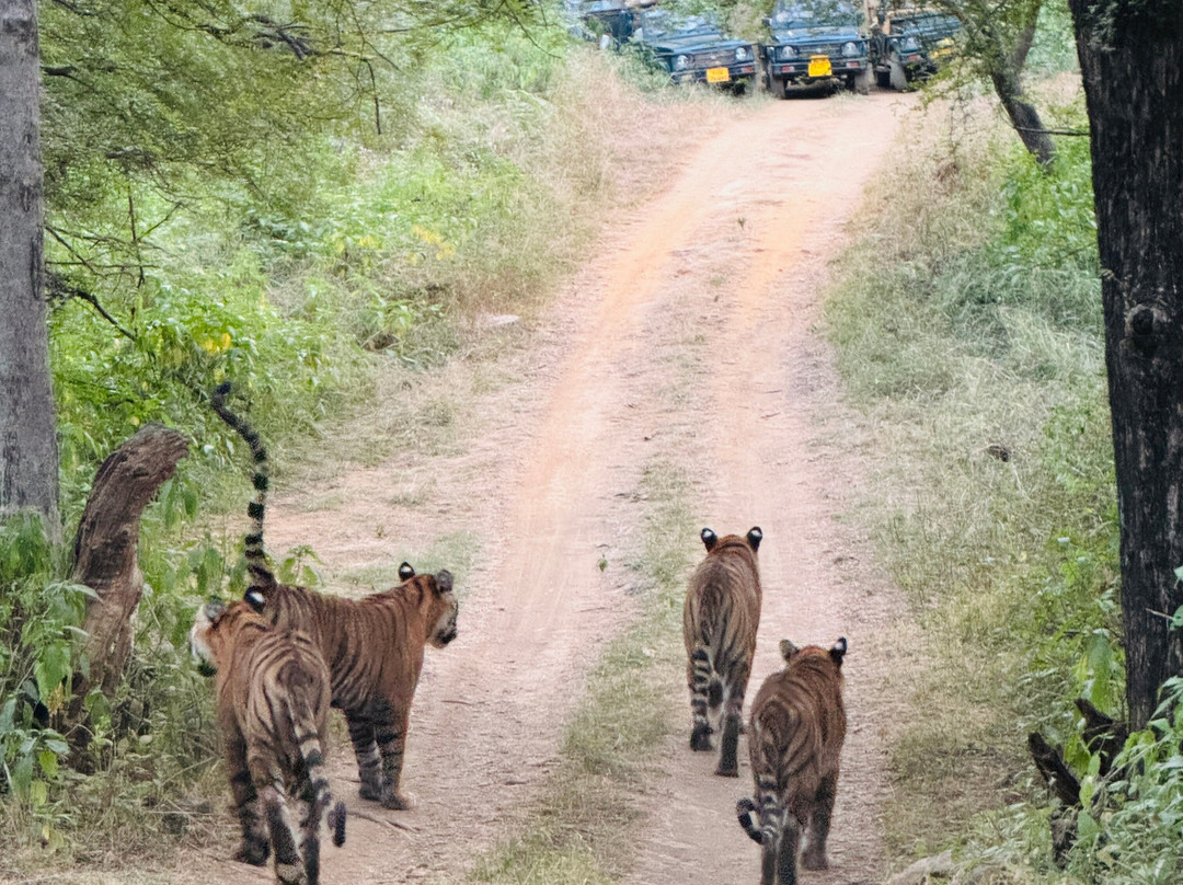Rifa Tours India - Private Day Tour景点图片