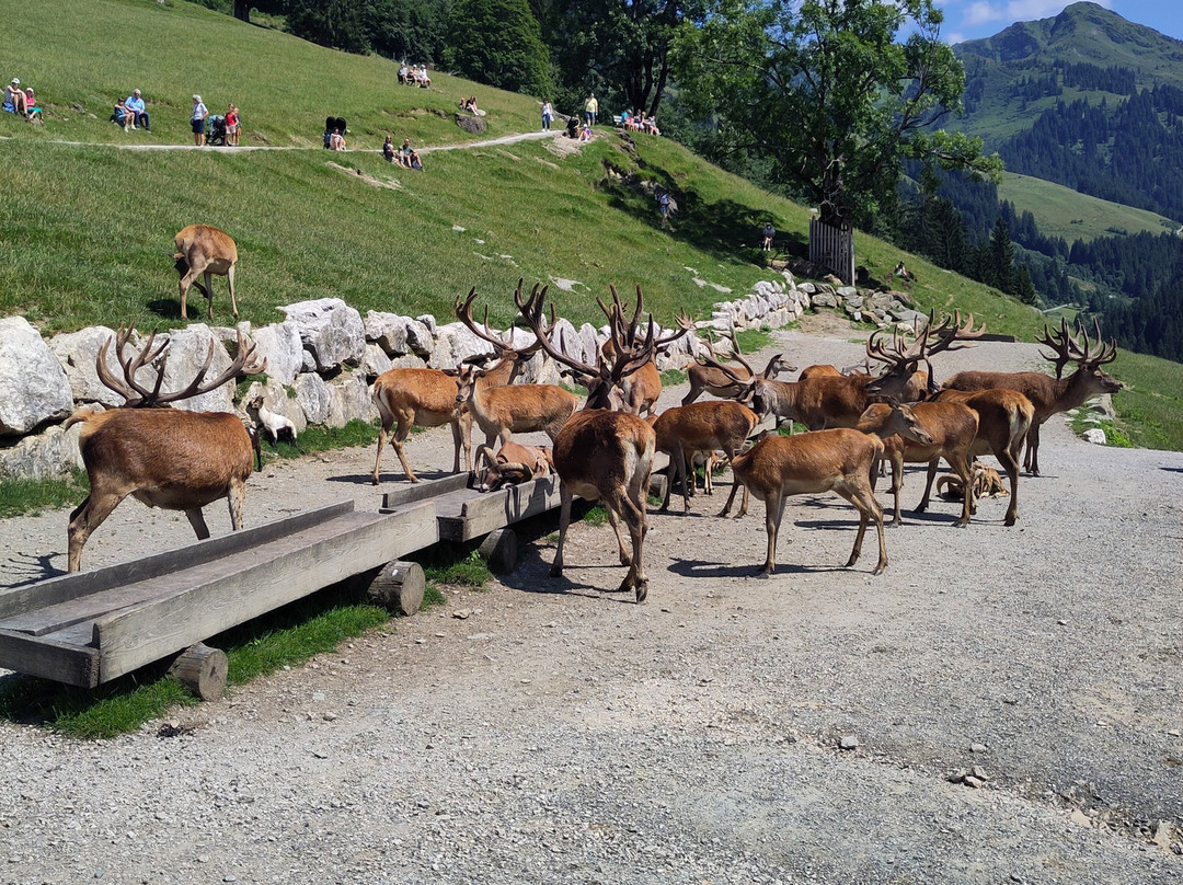 Wildpark Aurach景点图片