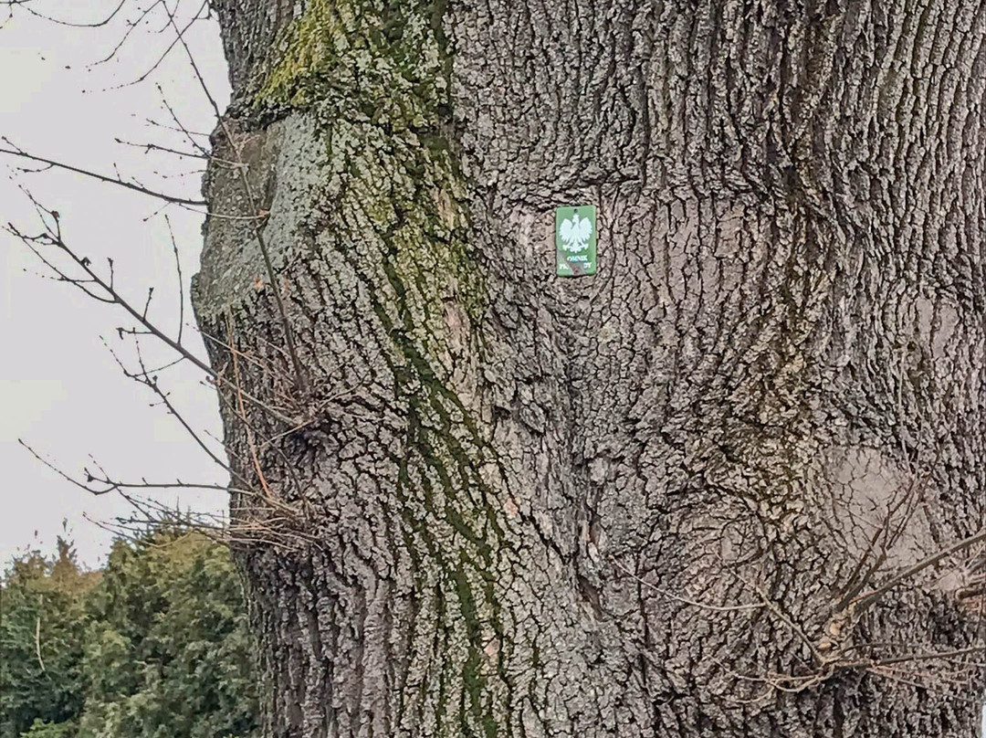 Dąb Wolności-Porabka必去景点