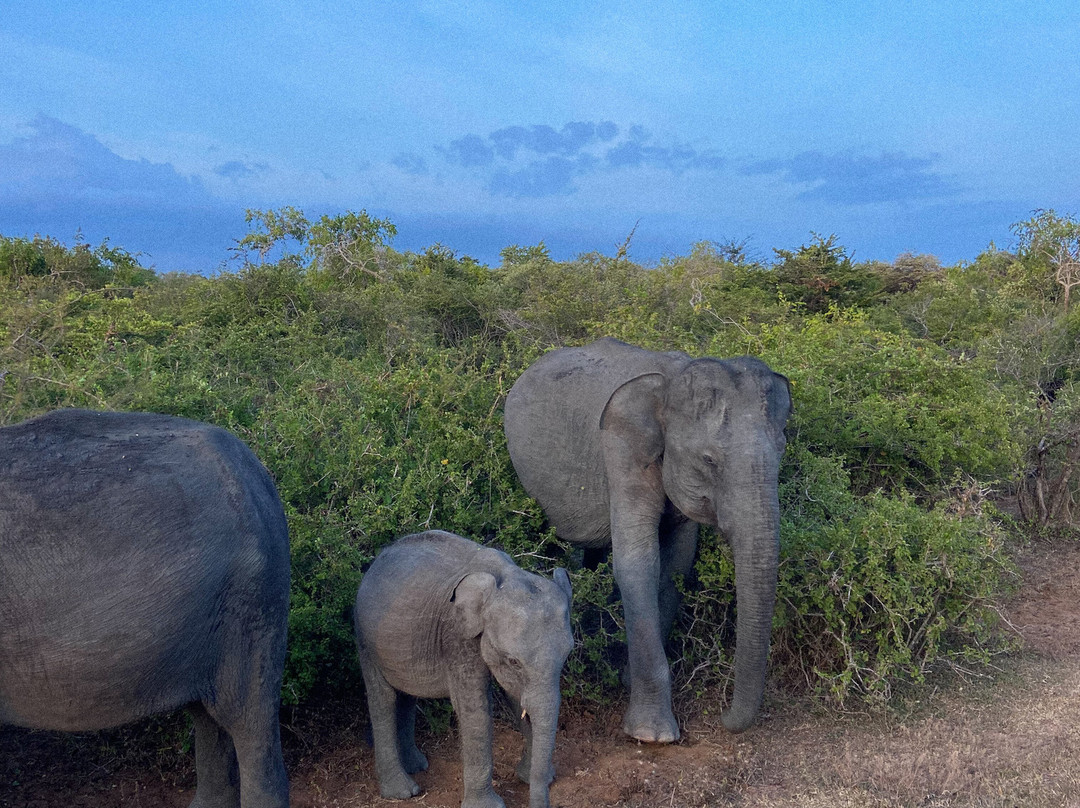 Feel Sri Lanka Tours景点图片