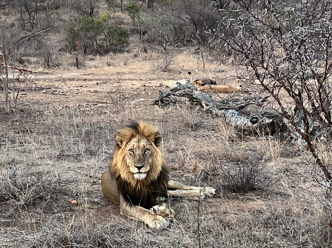 African Travel Consultants-Sabie Park必去景点