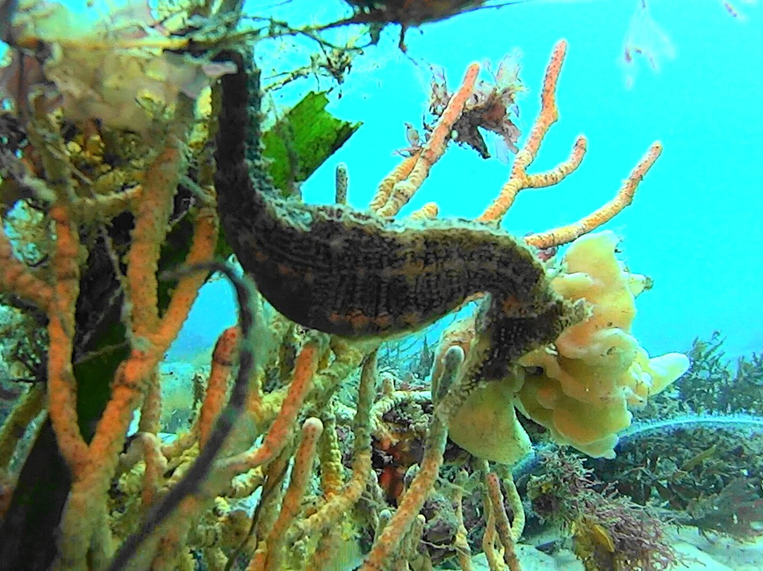 Feet First Dive-尼尔森湾必去景点