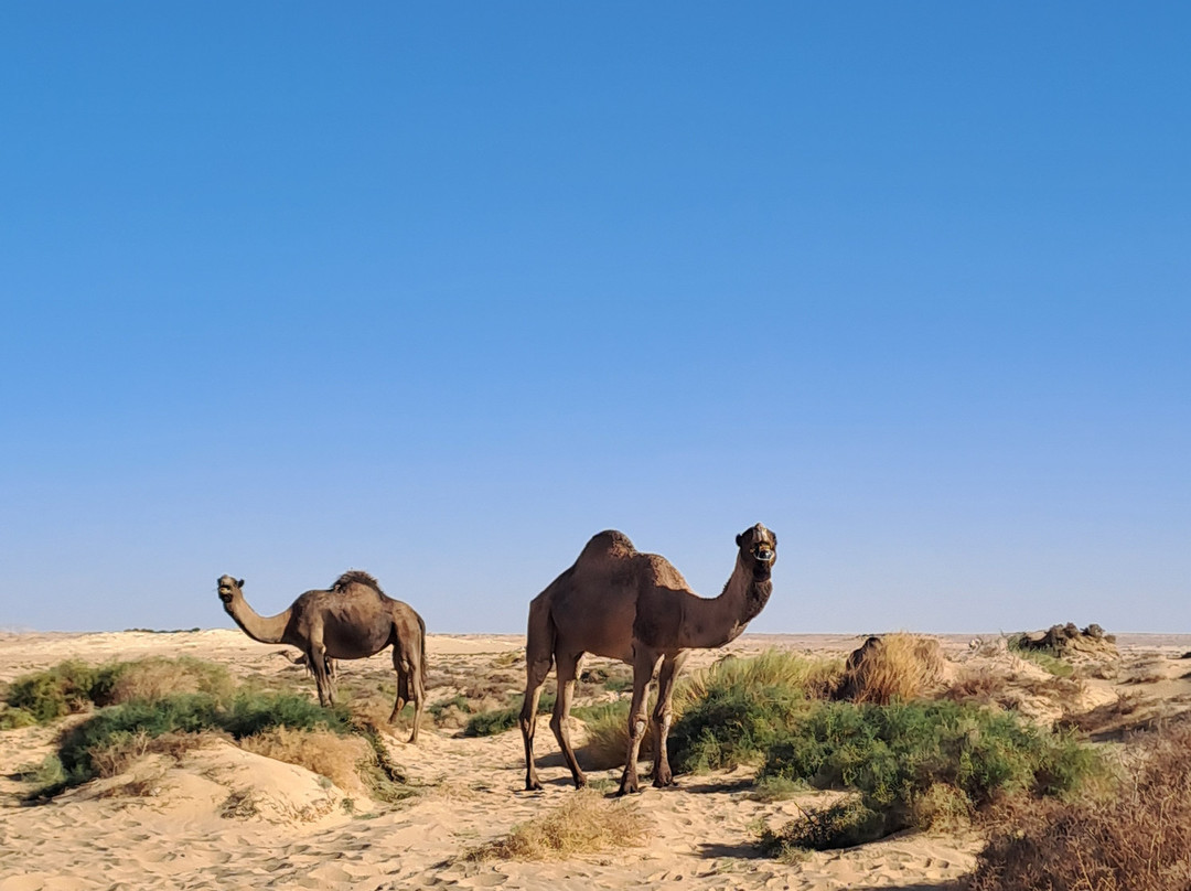 White Desert Safari景点图片