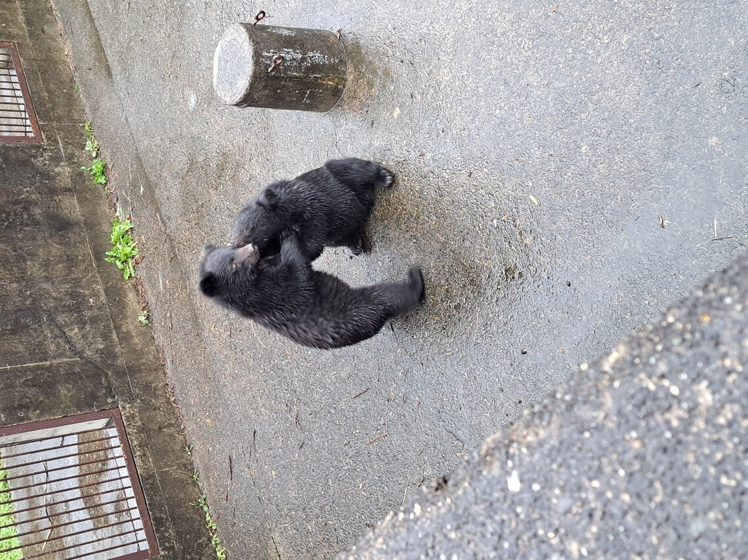 Kuma Kuma Farm景点图片
