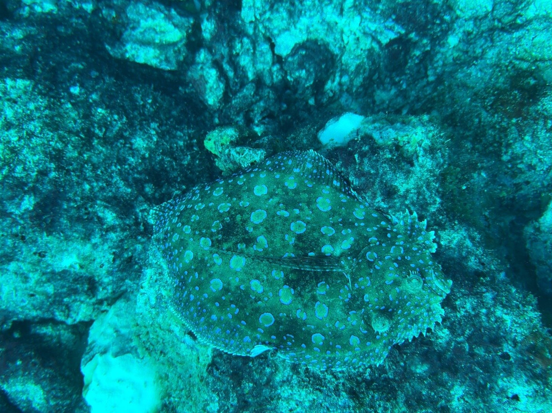 Seahorse Divers Barbados-奥伊斯廷斯必去景点