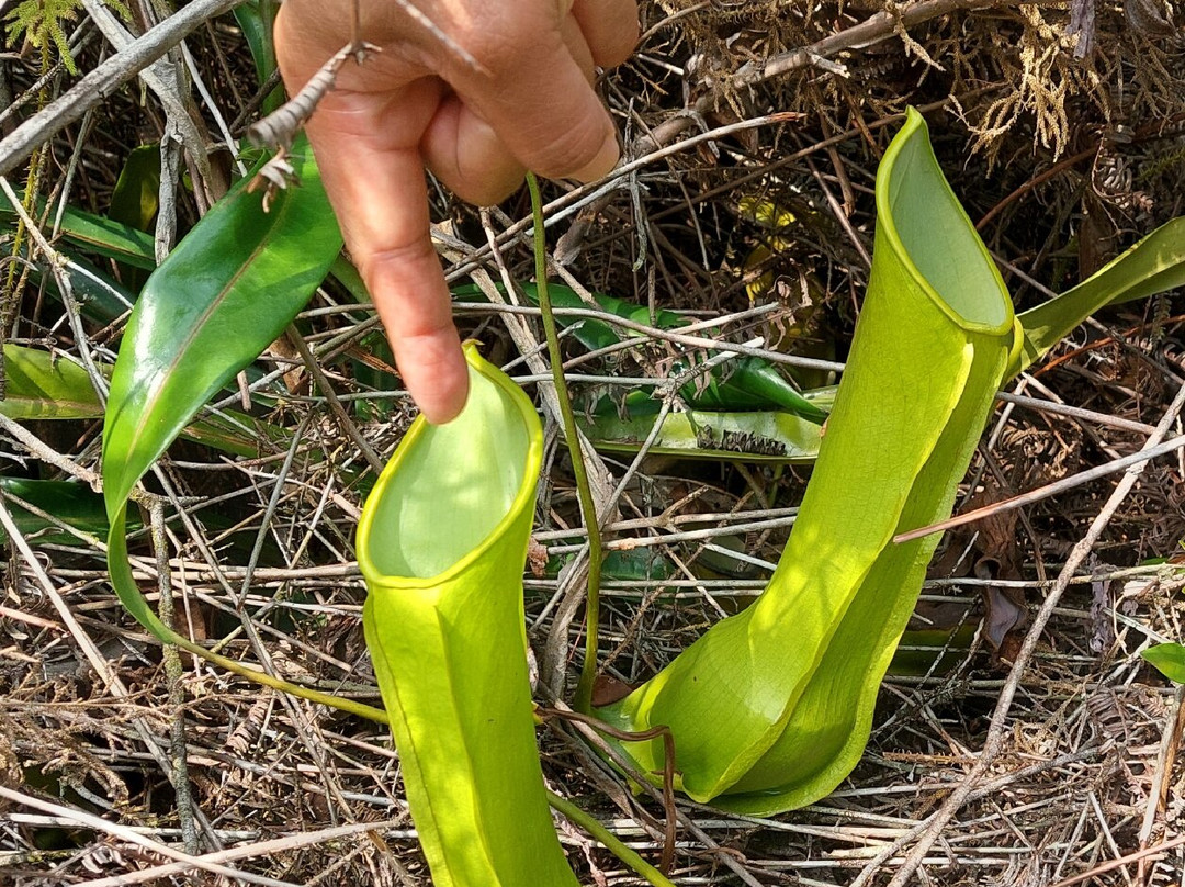Orang Utan Kalimantan-Pangkalan Bun必去景点