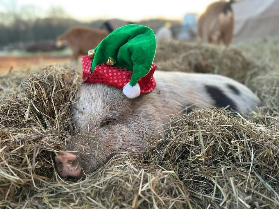 Hope & Serenity Farm Sanctuary景点图片