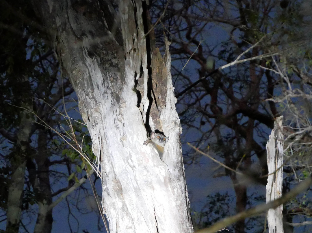 Kirindy Forest Morondava Madagascar景点图片