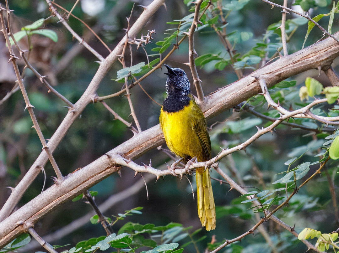 Senegambia Birding景点图片