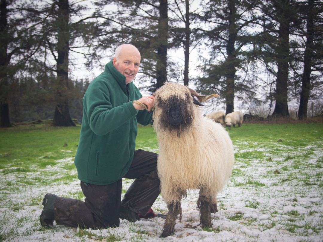 Wild Atlantic Sheep Walks景点图片