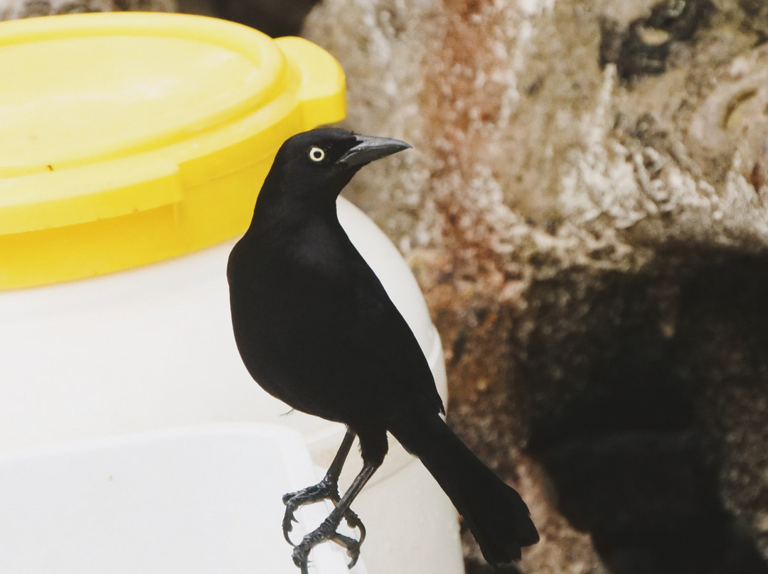 Kayak Evasion Martinique-Le Vauclin必去景点