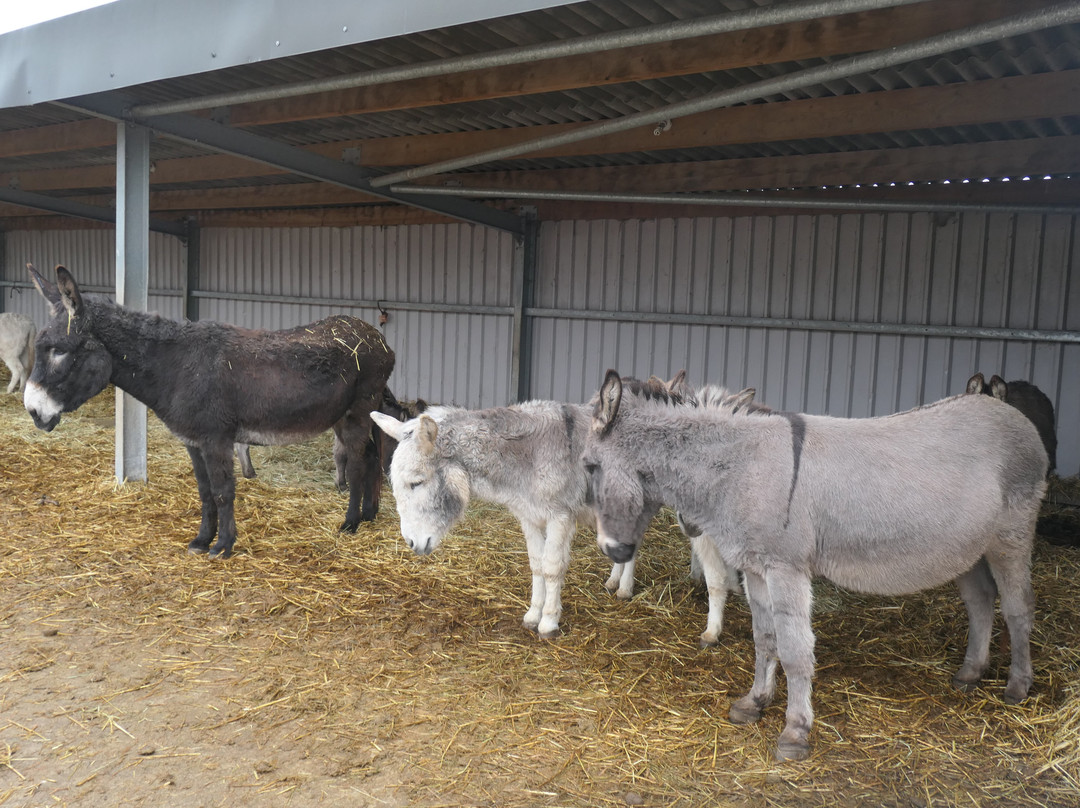 Island Farm Donkey Sanctuary-沃灵福德必去景点