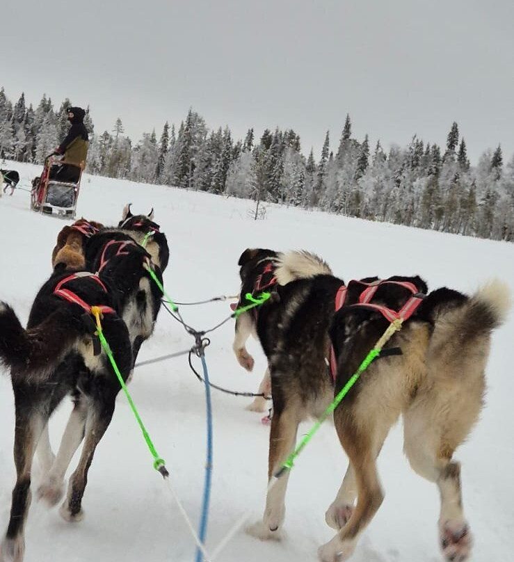 Husky Ranch Lapland-Kolari必去景点
