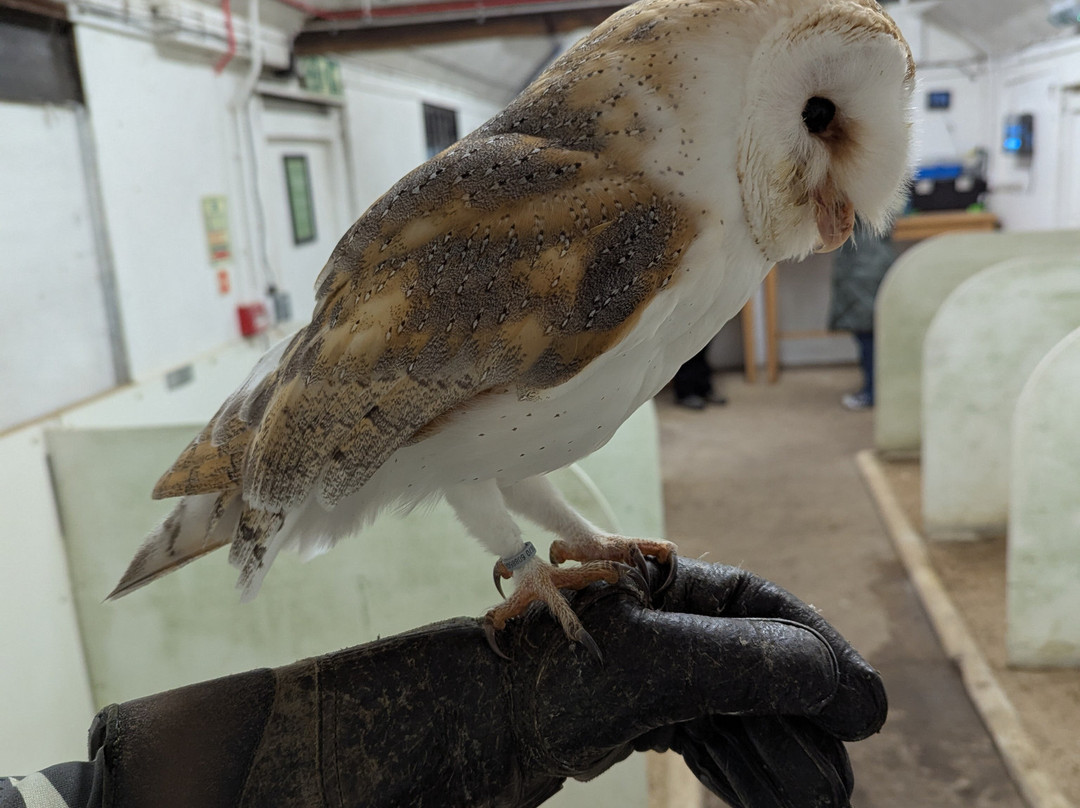 Leeds Castle Falconry Experiences-Leeds必去景点