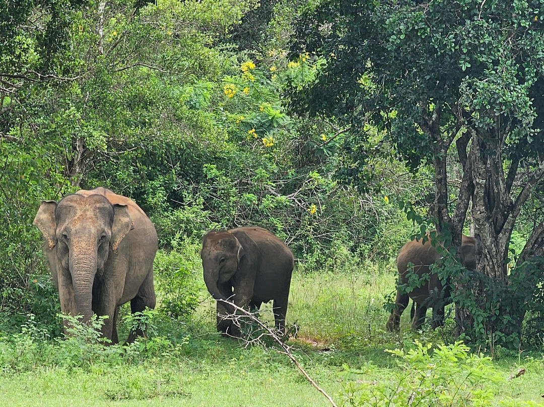 Sri Lanka Tour with Sujeewa景点图片