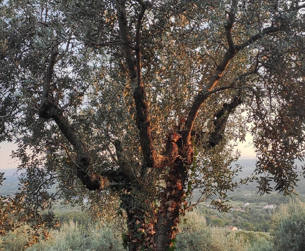 Olive Tree Suites
