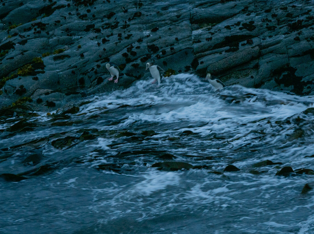 Catlins Tours景点图片