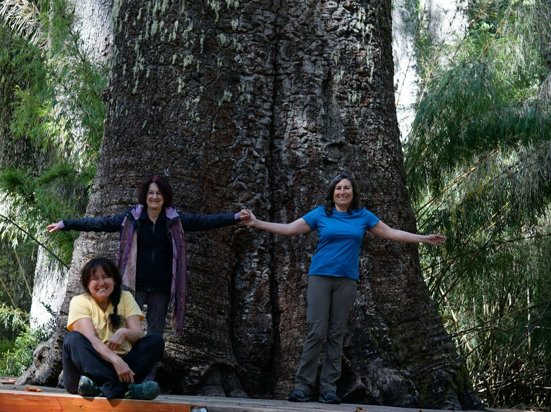 Kimun Tours-Panguipulli必去景点