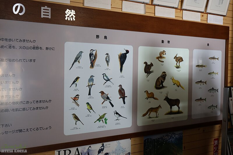 Showa Shinzan Park Service Center-壮瞥町必去景点