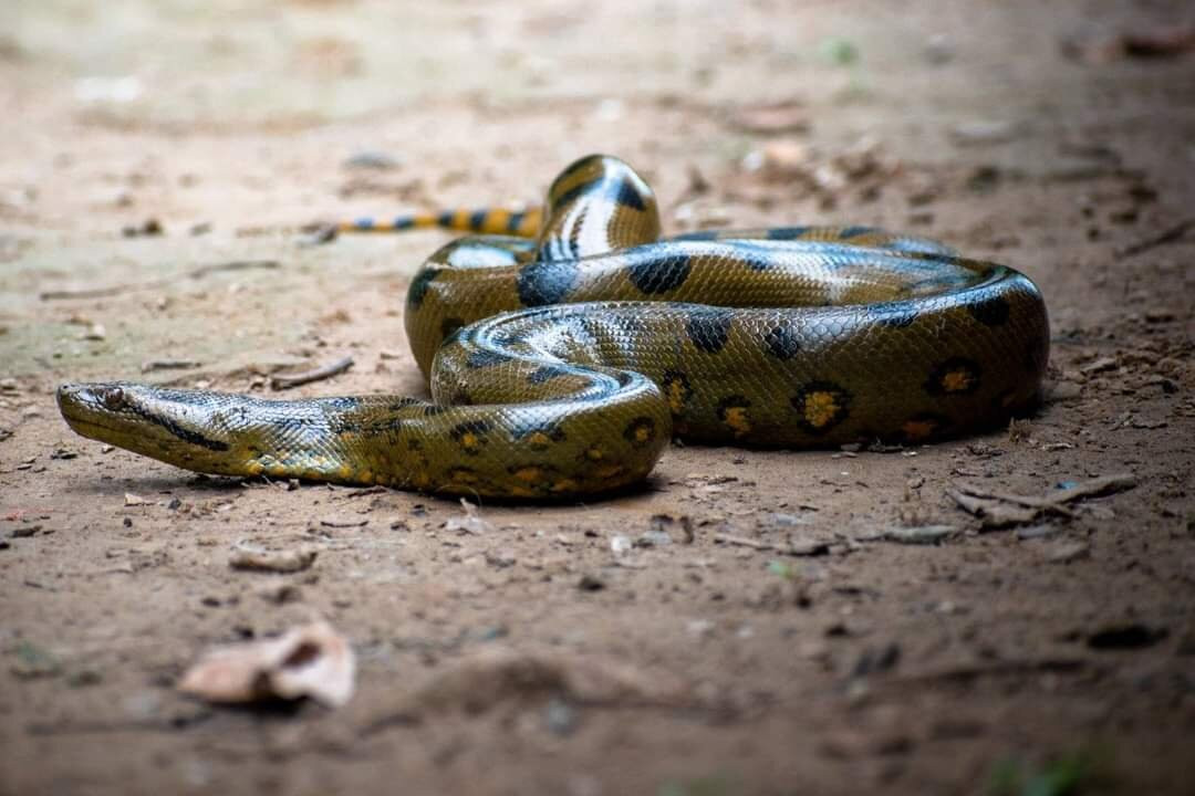 Amazon Selva Viva景点图片