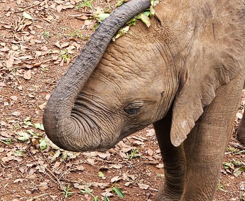 Lilayi Elephant Nursery-卢萨卡必去景点