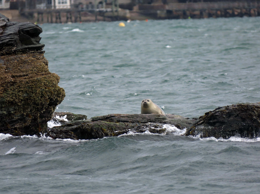 Save The Bay Seal Watch & Nature Cruises-纽波特必去景点