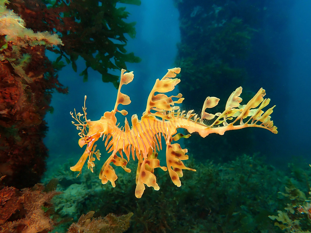 Sea Dragon Dive Lodge景点图片