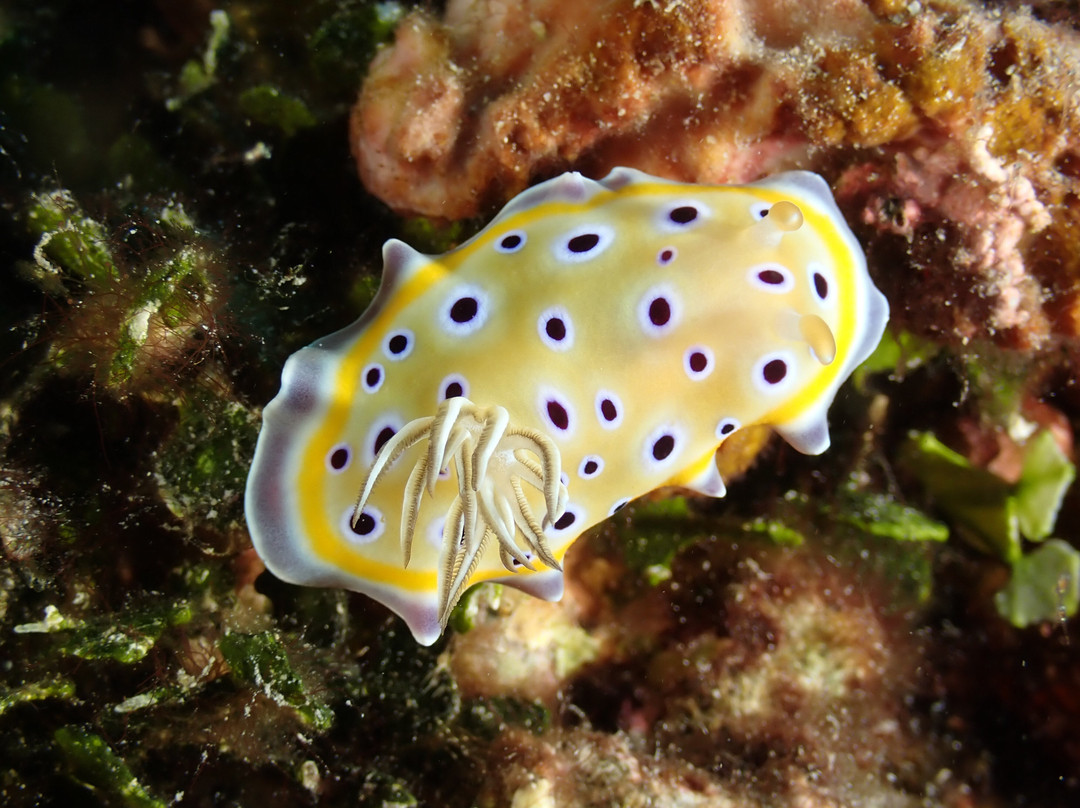 Afro Divers-奔巴岛必去景点