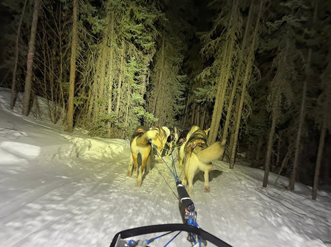 Sluice Box Sled Dogs-费尔班克斯必去景点