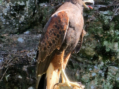 Reserva de Flora y Fauna Autóctona del Cerro Pan de Azúcar-Piriapolis必去景点