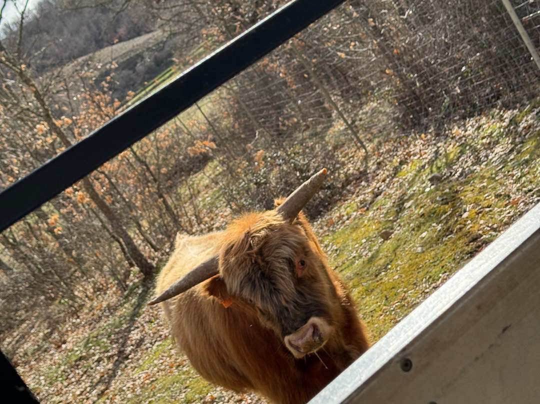 Paleolitico Vivo-布尔戈斯省必去景点