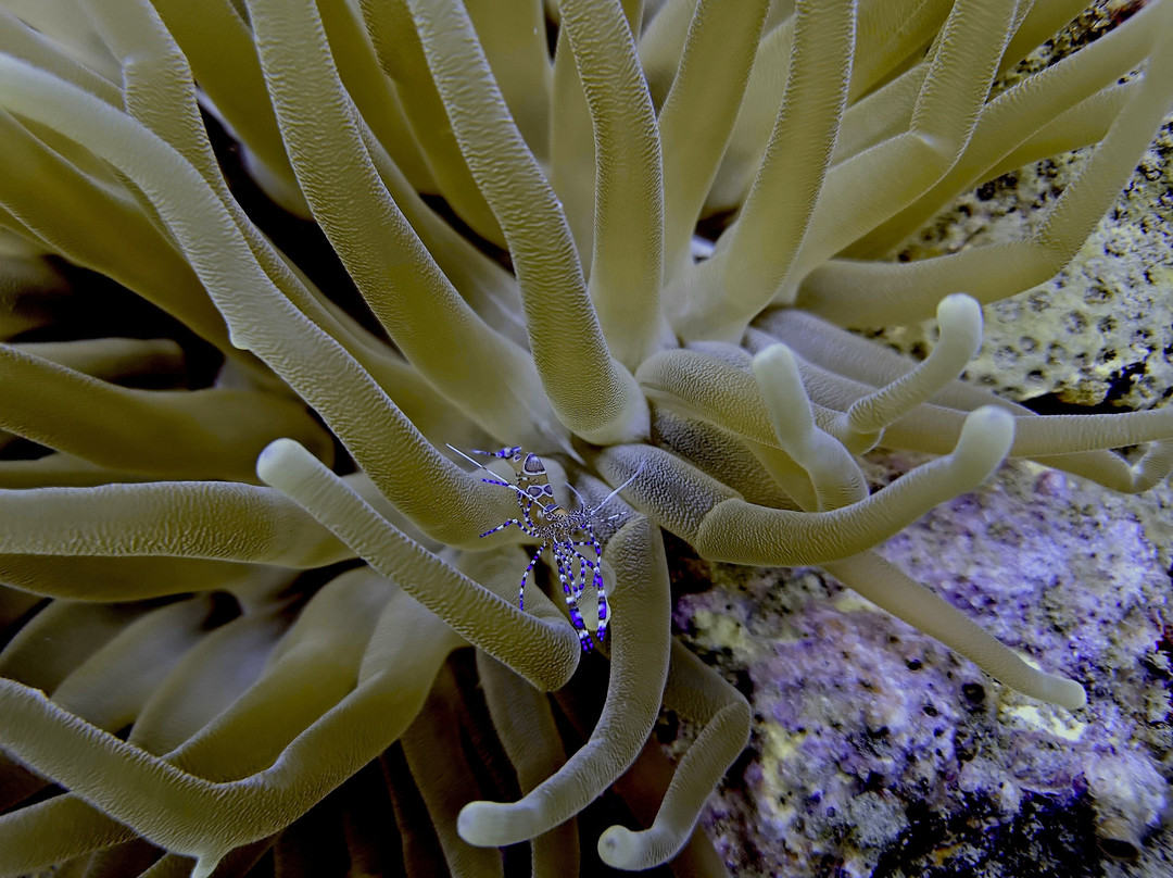 Bocas Dive Center景点图片