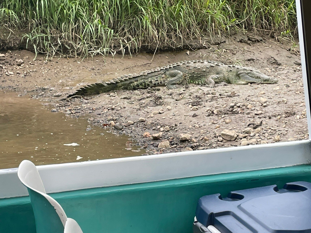 Jose's Crocodile River Tour景点图片