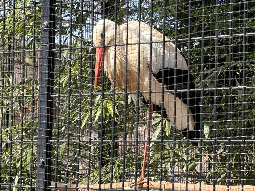 Morioka Zoological Park-盛冈市必去景点