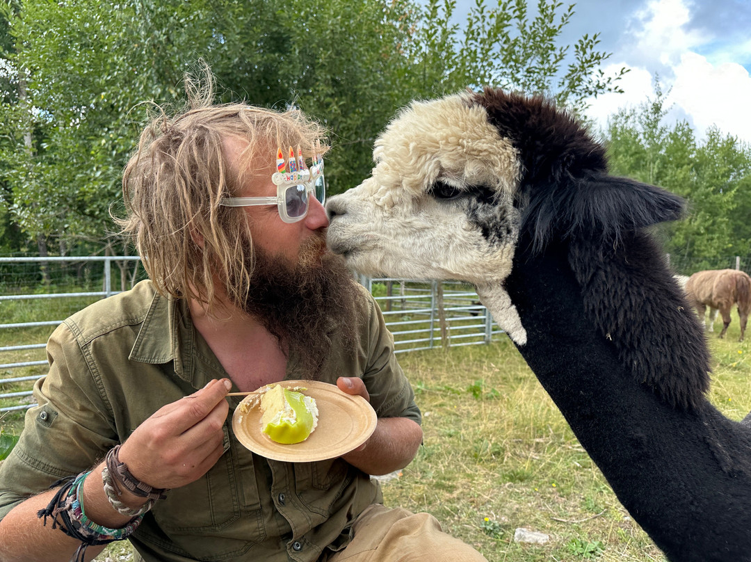Far from standard alpaca-Jarna必去景点
