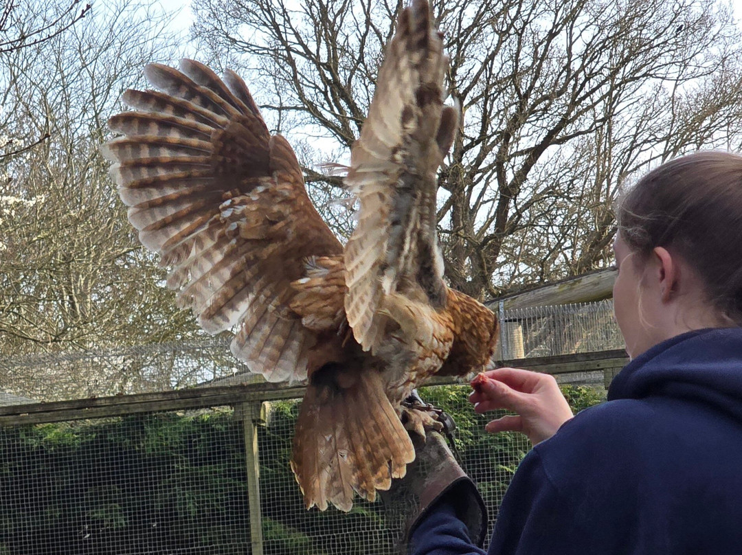 British Wildlife Centre景点图片