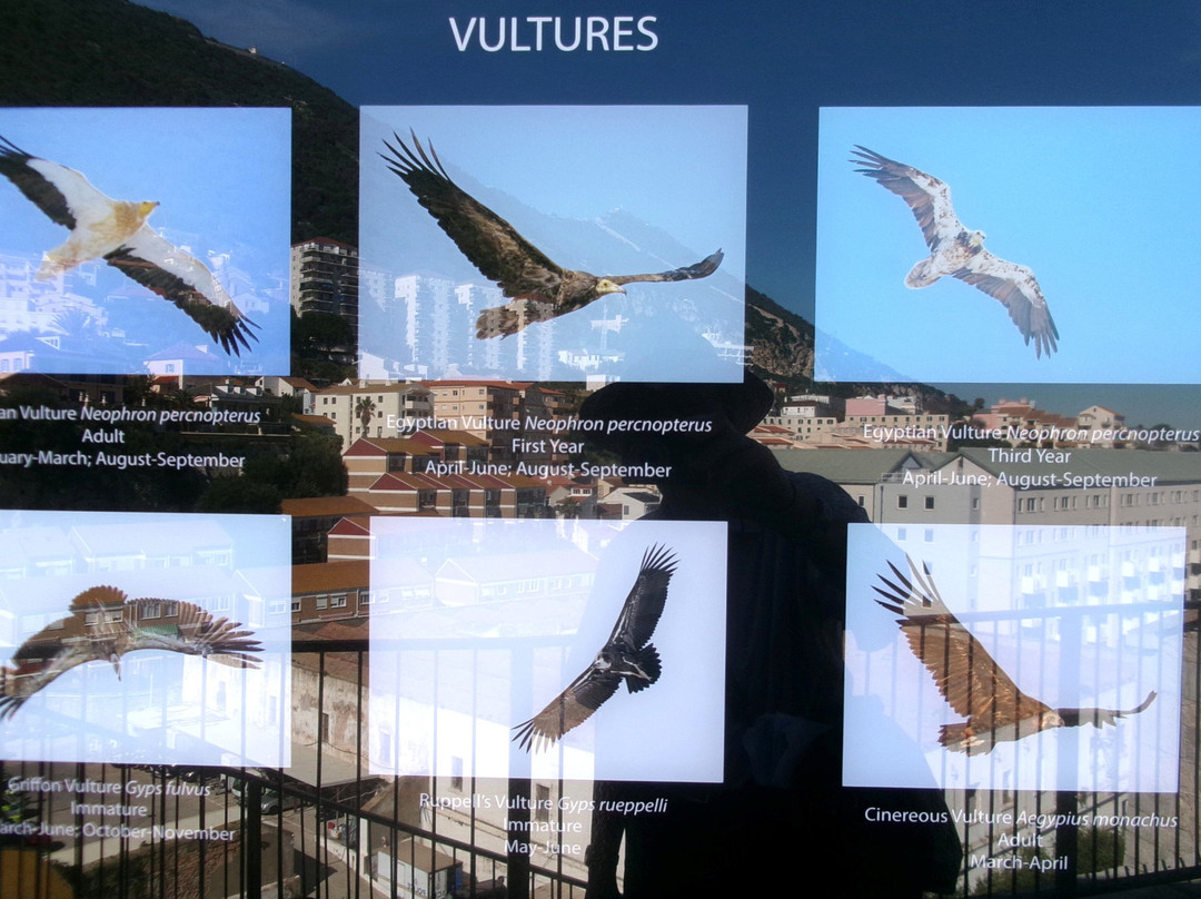 The Gibraltar Natural History Museum-Gibraltar Town必去景点