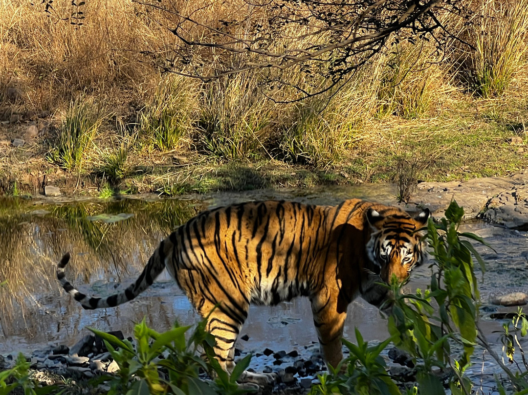 Book My Ranthambore-瑟瓦伊马托布尔必去景点