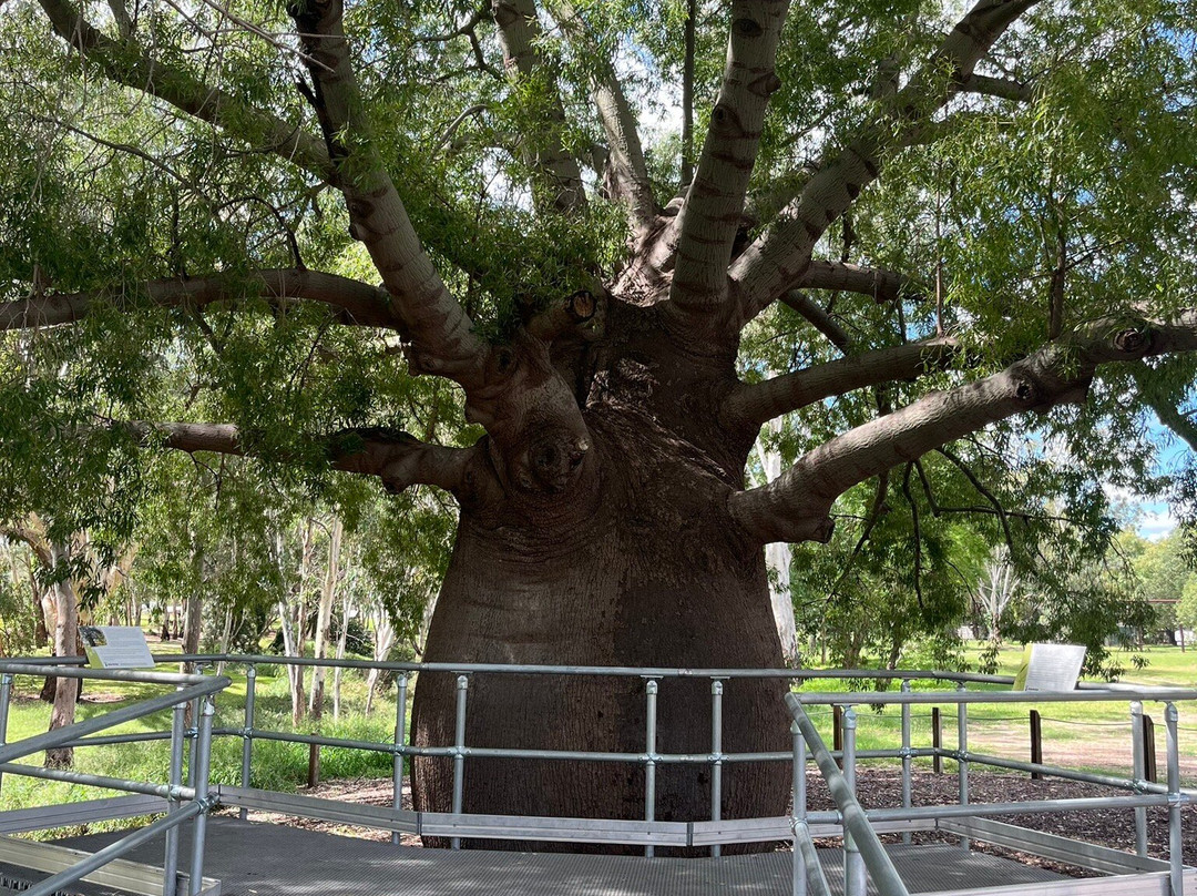 Roma's Biggest Bottle Tree-Roma必去景点