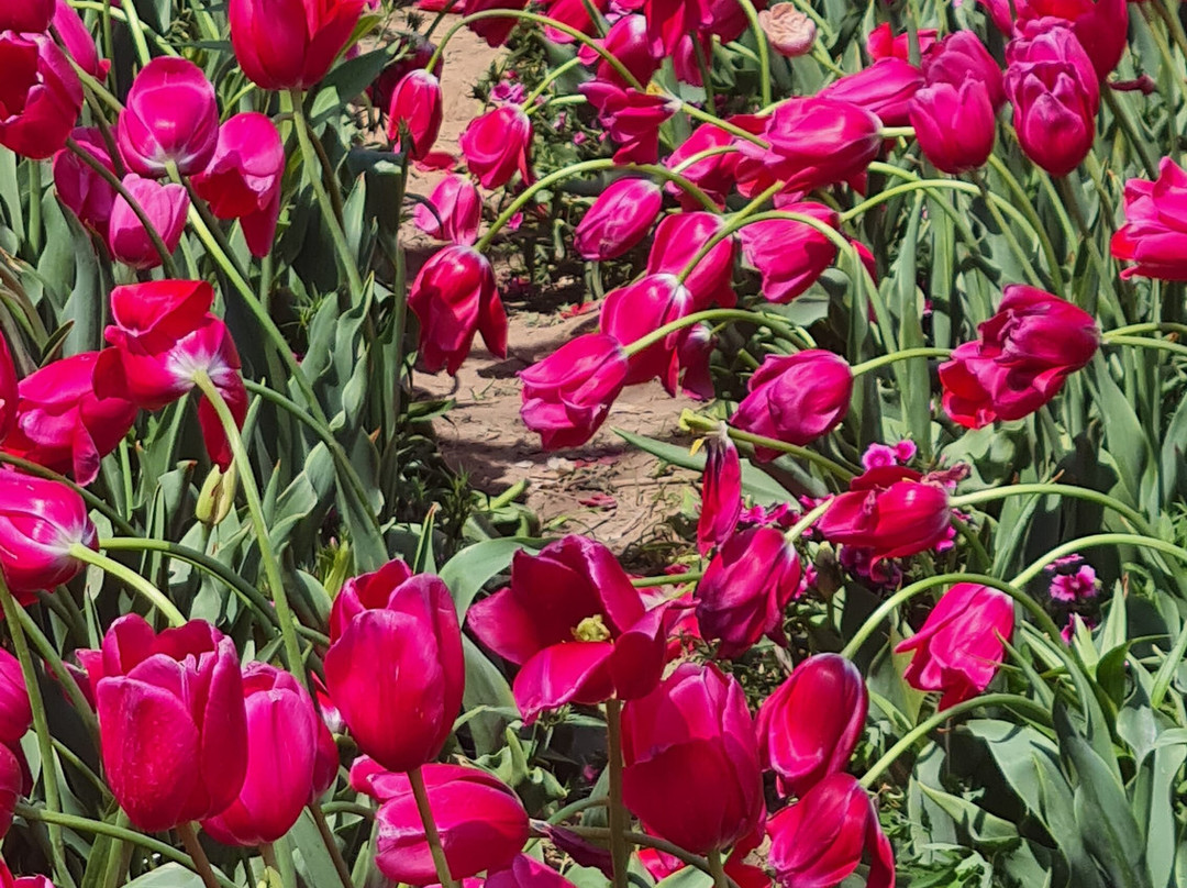 Holland Flower Park-盐城必去景点