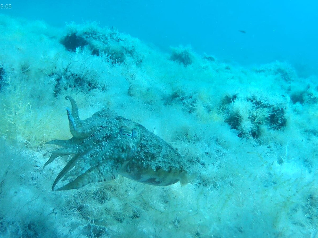 Blu Infinito Diving Center-San Teodoro必去景点