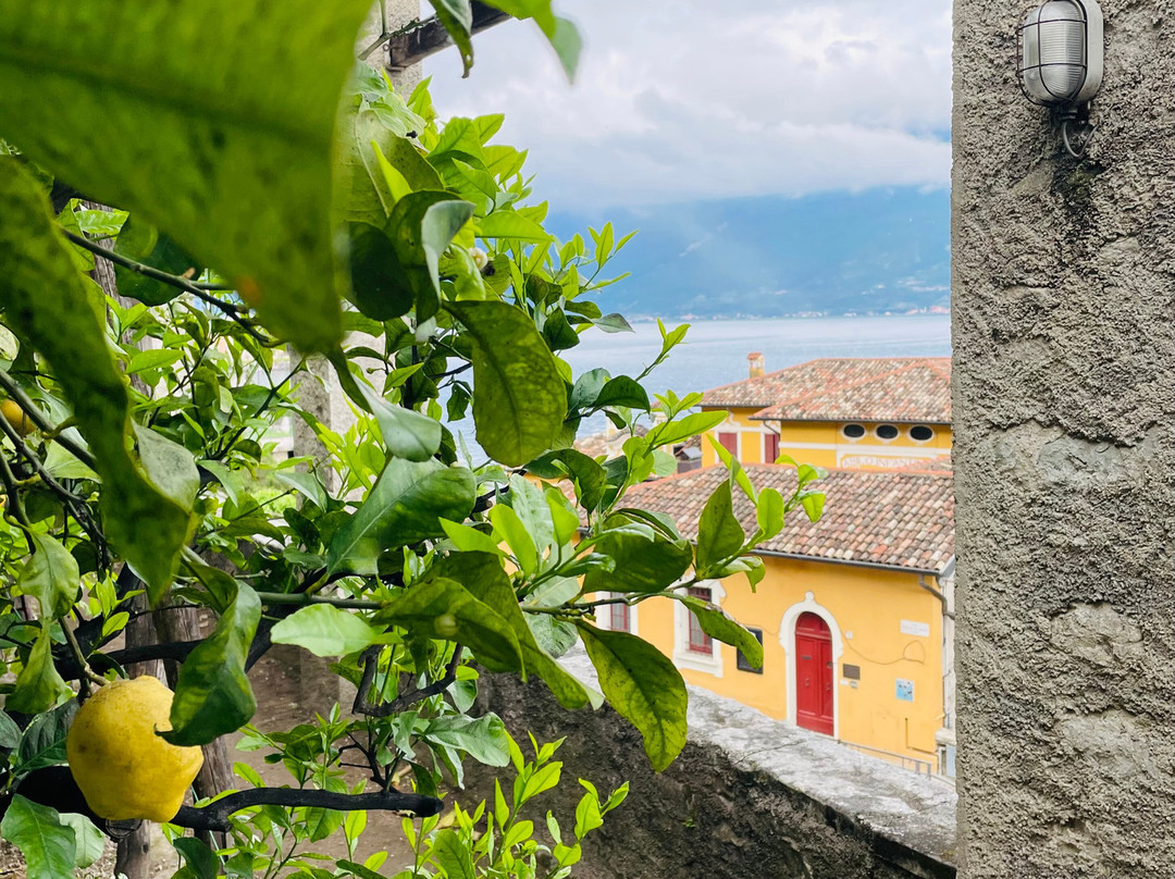 Limonaia La Malora-加尔尼亚诺必去景点