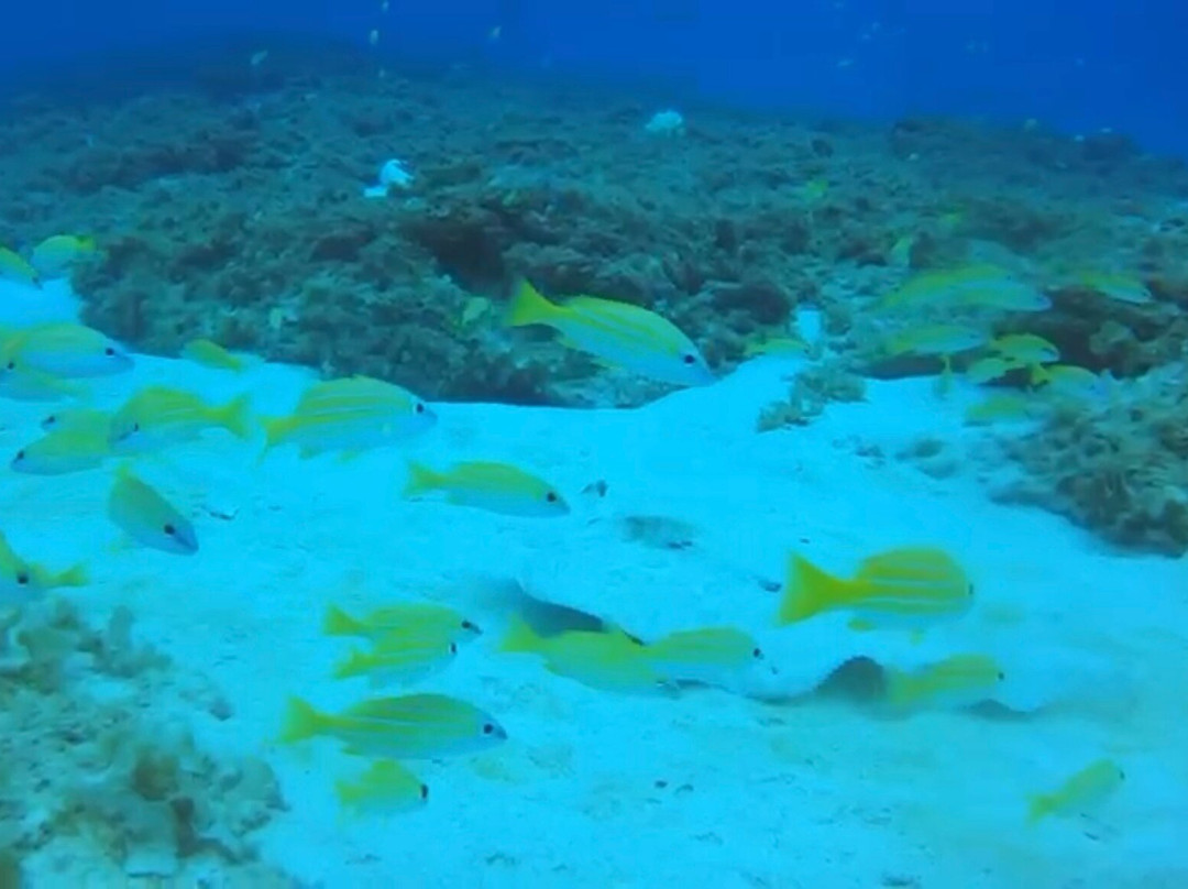 Just Diving景点图片