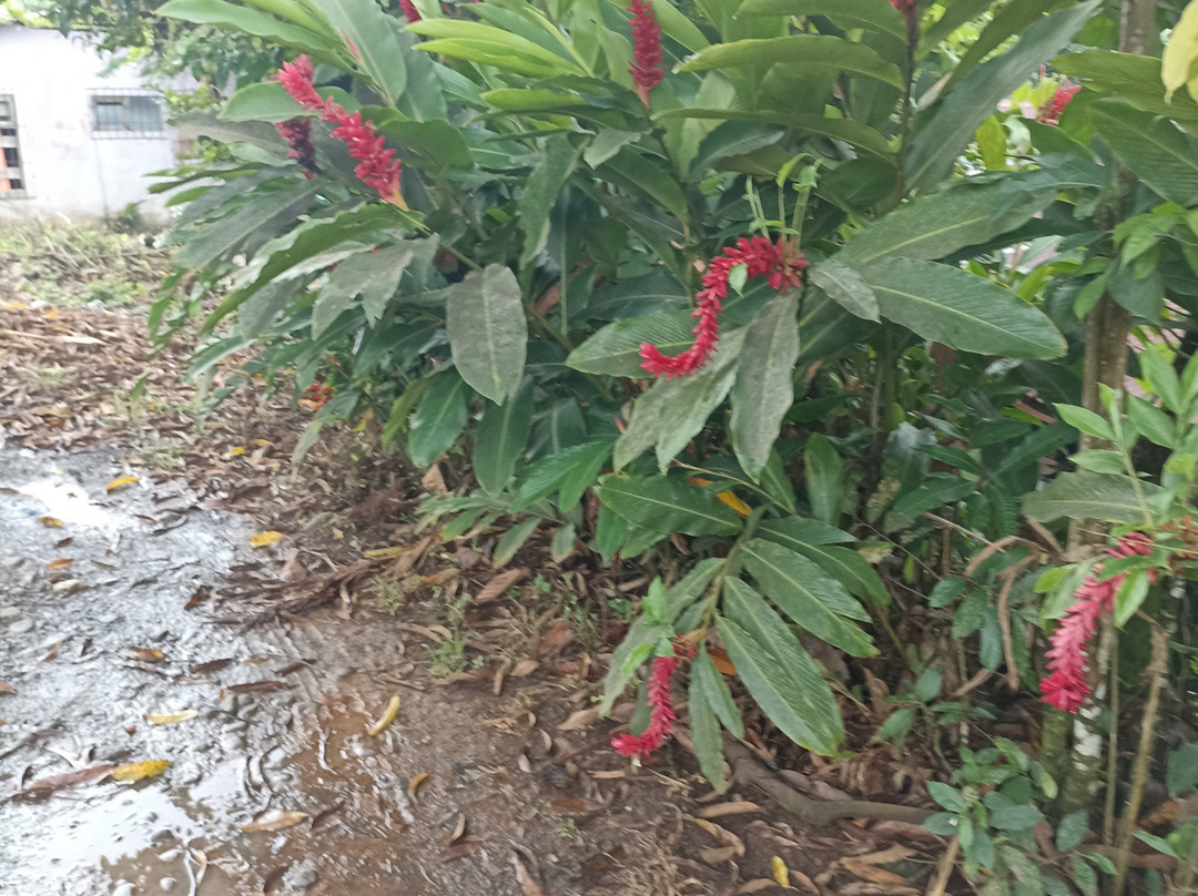 Canopy San Lorenzo-圣拉蒙必去景点