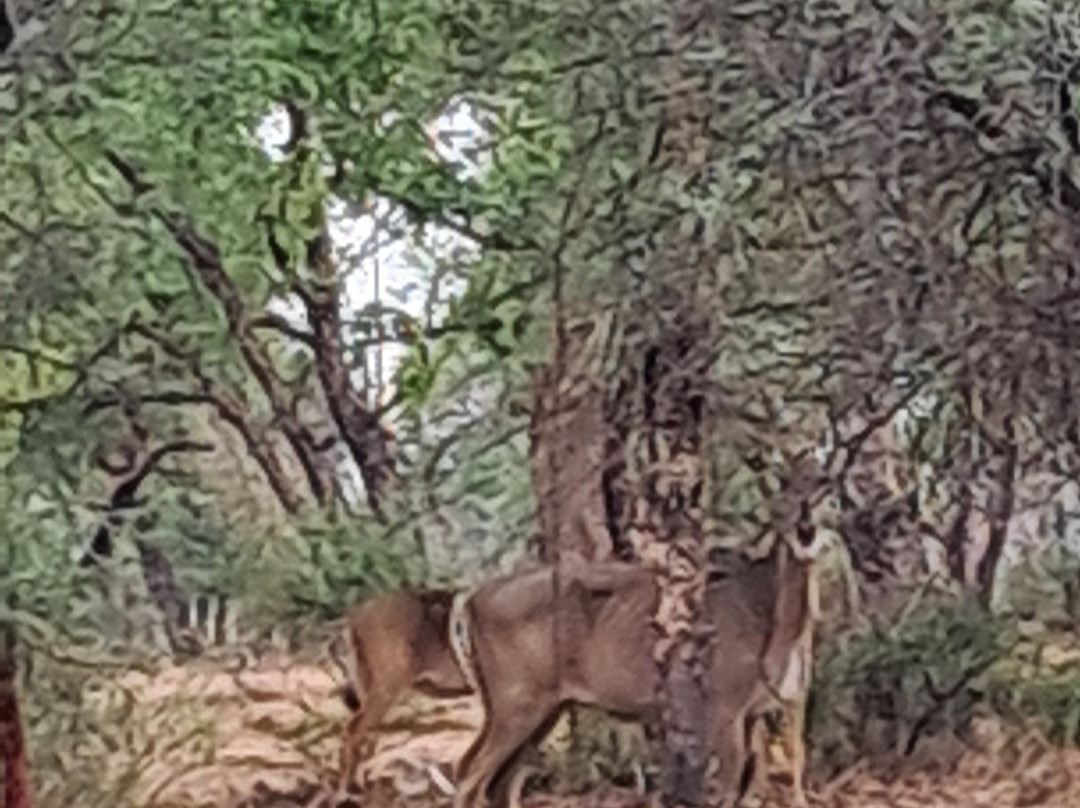Tadoba Andhari National Park景点图片