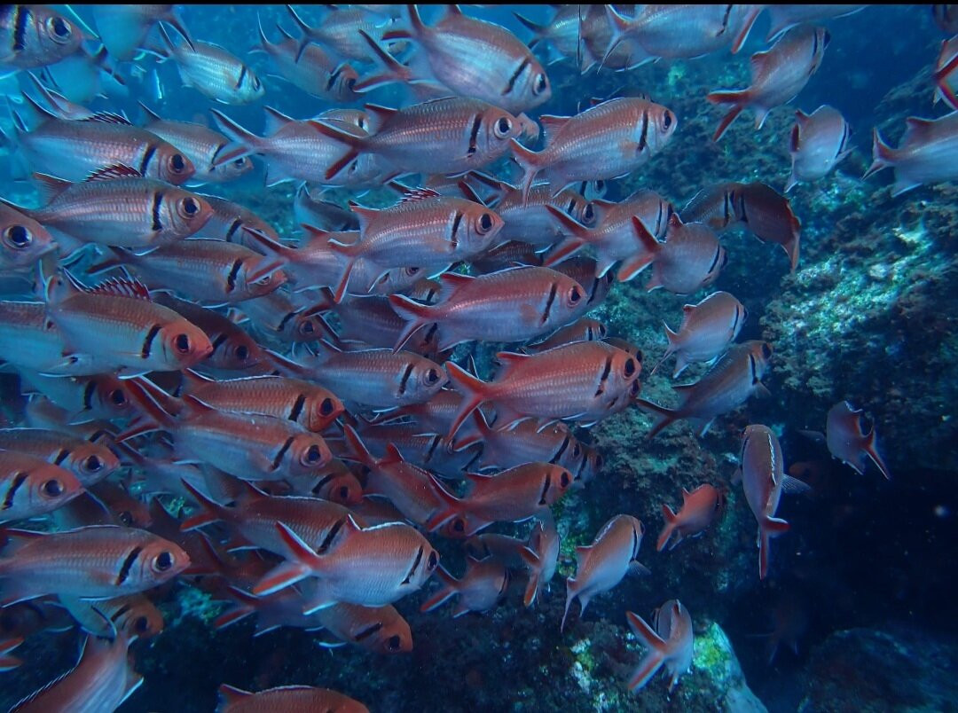 Dive-Tribe-明德卢必去景点