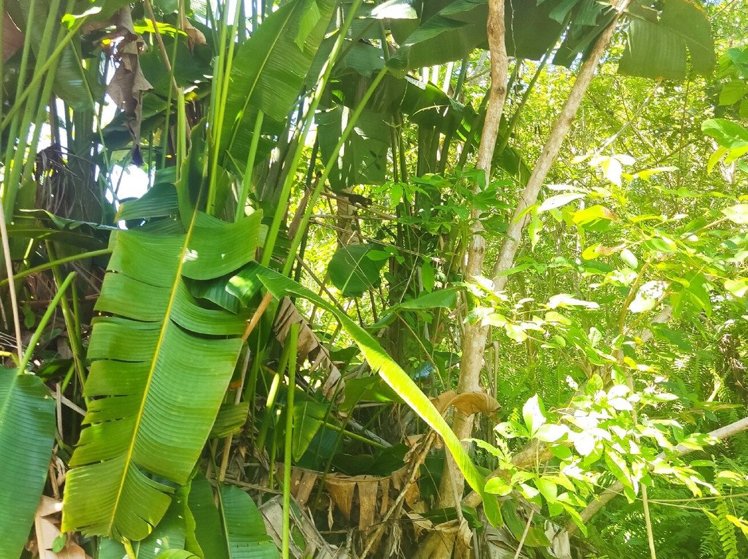 Piasau Nature Reserve-美里必去景点