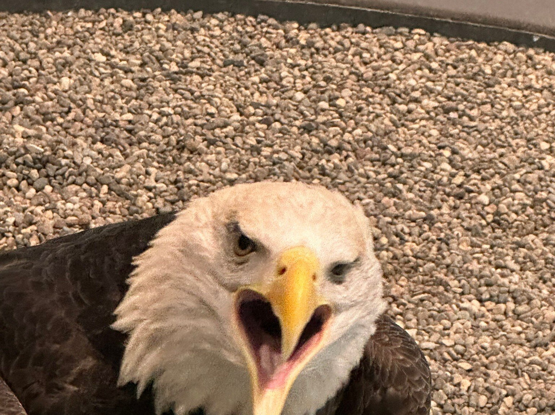 National Eagle Center景点图片