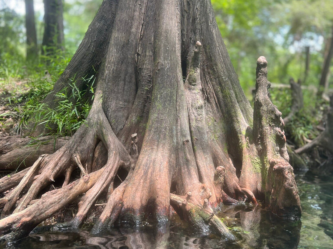 Rum 138 Outfitters & Paddlesports-Fort White必去景点