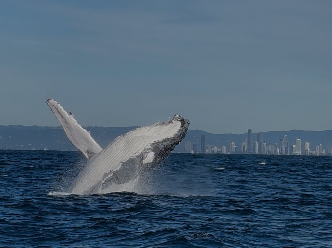 Tweed Gold Coast Dive Charters-堤维德岬必去景点